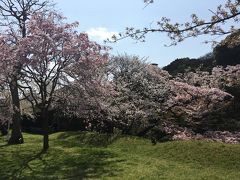 2018年03月　皇居乾門の桜を見に行ってきました。