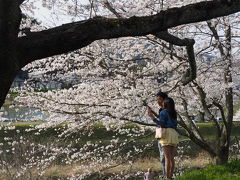 全長４キロの桜並木で