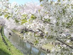 2018年春川越付近のさくら