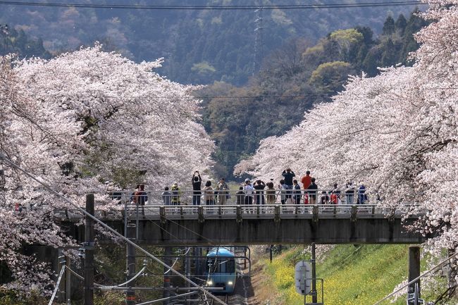 神奈川県の山北町にある鉄道公園は子供を連れて年に何回か遊びに行ってるのですが、桜まつり開催日にはまだ一度もないので、今回行ってみることに！！<br /><br />また桜まつりの開催期間中(土日)には公園に静態保存されていた蒸気機関車D52が奇跡の復活を遂げて、12mではありますが、動くというのです！<br /><br />2年前の秋、ここに訪れた時はSLが復活！する筈だったのですが、D52を手掛けて息を吹き返させた方の突然の悲報で復活出来ませんでした…。しかし今回走行D52の走行が見られるという事で楽しみです♪<br /><br />2年前の旅行記はこちら。<br />https://4travel.jp/travelogue/11191007<br /><br />では、満開の桜をご堪能ください。
