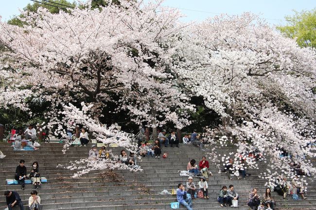 2年前から言っていた<br /><br />「今年は山崎川にお花見に行こう!」<br /><br />2年前は相方が高熱を出し行けなかった<br />(後日、私1人で行った)<br />去年は私の体調が悪くて行けなかった<br /><br />今年は・・・<br />上海から帰ってきてから微妙に調子が悪い相方<br />前日の名古屋城お花見から帰ってきて劇的に花粉症が悪化した私<br /><br />相方の体調もなんとか戻り、私は薬を飲んでなんとか出かけられるまでに復活!!!<br /><br />今年やっと2人で行けました 山崎川のお花見♪