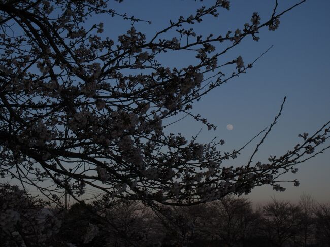 びっくりするくらい 急に咲いた<br />2018年の桜<br />サクラ サクラ