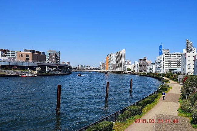 2015年3月末に隅田川テラス右岸を上流へ向かって築地から千住汐入大橋まで、約13ｋｍを散策しましたが、3年振りに今度は前回散策した時に気になった対岸の左岸側を同じく上流に向かって勝鬨橋から桜橋までを散策してみました。<br />ちなみに川の右岸、左岸って言うのは流れていく方向（上流から下流）を見て右左としています。<br /><br />都内って荒川や多摩川、江戸川など大きな川はありますが、もっとも遊歩道が整備されて見どころが多いのは隅田川。<br />隅田川テラスは舗装整備された遊歩道が続き、散歩やジョギング、この時期はお花見、またテレビドラマの撮影などでお馴染みの場所で川沿いに建つ高層ビルなど東京らしい風景も見られる整備された散策路です。<br />今回、両方を散策して見ましたが、見どころっていう面では右岸側の方が多いかなって感じ。<br />ですが、区間によって橋を渡って右・左岸を歩けば両岸のいいところを見て歩けることもわかりました。<br />次回（何年後？？こちらに住んでいたら・・・）は両岸をハシゴした散策をしてみようかとも思いました。<br /><br />■旅行記後編<br />【東京散策79-2】 2018春！ 快晴の隅田川テラスを歩く 《左岸後編：新大橋～桜橋》<br />https://4travel.jp/travelogue/11346224<br /><br />隅田川テラス<br />https://www.gotokyo.org/jp/tourists/topics_event/topics/110808/topics.html<br /><br />■2015年の隅田川テラス散策記<br />【東京散策21-1】 春の隅田川テラスを歩く　右岸編：築地～両国橋<br />http://4travel.jp/travelogue/10997499<br />【東京散策21-2】 春の隅田川テラスを歩く　右岸編：蔵前橋～千住汐入大橋　<br />http://4travel.jp/travelogue/10998918