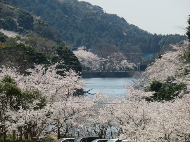 下関の地元の老人会で三カ所の満開の桜を本日３月３１日に楽しんできた。１０時に下関市の小型バスで、出発。総勢２５人。まずは、長府の国宝の功山寺の桜を見る。高杉晋作の像があるところだ。隣接する下関市立歴史博物館も老人は無料で入場できるので、ちらっと展示物を確認する。  <br /><br />続いて、小型バスで移動して、「深坂自然の森キャンプ場」でも桜を鑑賞。<br /><br />さらに、別の旅行記で既に紹介したが、関門海峡沿いにある火の山の麓にある「海峡ビューしものせき」というところでビールを飲みながら昼食。なかなかいい食事だった。ゆっくり食事した後は、自由時間があり、火の山ﾛｰﾌﾟｳｪｲに乗り、山の上にあがる。市内の老人は無料だ。山の上は桜はまだ満開ではなかった。麓に降りて、トルコ・チューリップ園が見事なので、そちらをゆっくり見た。下関市とトルコのイスタンブール市は橋の縁で姉妹都市だ。トルコのチューリップを寄贈してもらい、それが見事に毎年花を咲かせている。<br /><br />こちらは、昨日の旅行記の前編にあたる。