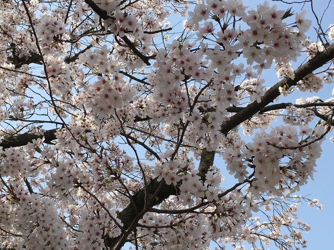 福岡の舞鶴公園！<br />満開の桜に癒されました！