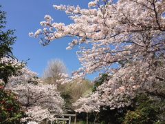 江の島・鎌倉フリーパスを使って桜巡り