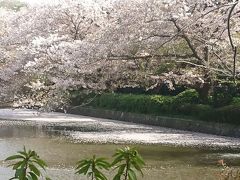鎌倉鶴岡八幡宮へ桜を見に&#8252;️