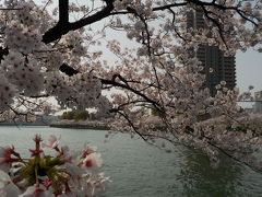 水の都大阪で、桜満開、春満喫！　大阪城夜桜と大川沿いのお花見散歩