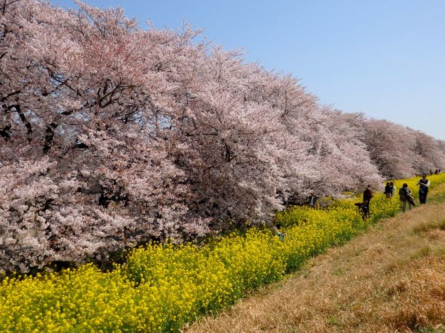 日本のさくら名所100選にも選ばれているという熊谷桜堤へ桜を見に行ってきました。ソメイヨシノ500本が植えられ、荒川の河川敷沿いに2キロ続く桜並木と菜の花のコラボレーションが見事でした！<br /><br />28日に満開になったと開花情報に出ていたものの、気温の高さのせいか訪れた31日には近くで見ると散っている所も多かったですが、遠目から桜並木全体を眺めるととても美しく訪れた甲斐がありました^^<br /><br />人が大変多かったので綺麗な風景を思ったように写真に残すことはできませんでしたが、、よろしければご覧ください～。