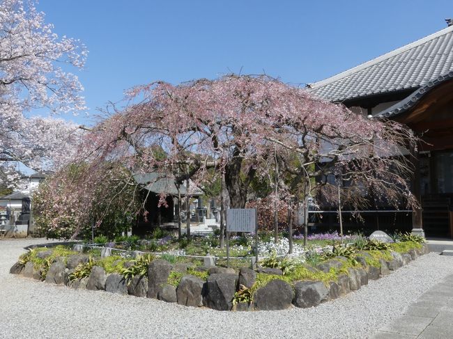 栃木県栃木市岩舟町の「成就院」へ、「親子しだれ桜」を見に行きましたが、既にほとんど散っていました。<br />しかし、周りのサクラは満開で、今が見頃です。<br /><br />行ってみなくても開花状況が分かるようになれば、機会を逃すことは少なくなると思います。桐生市などは、数日毎に、公式ホームページで開花状況を写真入りで発信していますが、栃木は（今年は）ＤＣ対応などで忙しいのかもしれません。