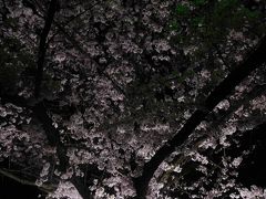 東京２０１８桜　【１】国立