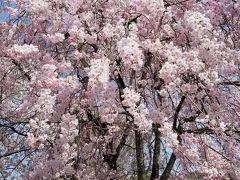 花見で「陶彩の道」散歩