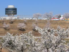 2018桜散歩、成田空港編（T1展望デッキとひこうきの丘、花より飛行機？の1日）