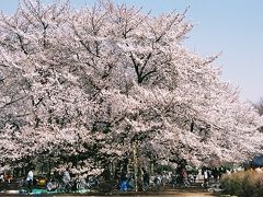 満開の桜　　　ＩＮ　　わかくさ公園