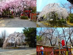 満開を　そして花見客を　あとはただ待つばかり　～京都の桜巡り～