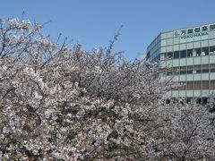 【2018横浜みなとみらい】桜の名所でランチを食べて徒歩散歩。開花状況はバッチリ！赤レンガ倉庫では「ぐでたま」イベント！