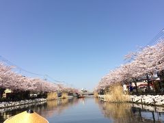 和船に乗り新川千本桜をゆったりと観賞しました
