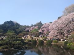 新宿御苑の桜