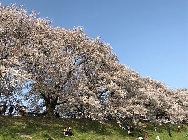 今年のお花見は京都へgo〜<br />最初は京都府八幡市の「背割堤」へ。<br />電車で行くと京阪本線八幡市駅から徒歩10分の場所にあります。さくらまつり期間中は車だと公園や周辺の駐車場が閉鎖されてて、ちょっと離れた駐車場に停めて歩いて行きました。<br />ココは近畿のお花見ランキングで去年1位になったらしく、桜の花の様に人も沢山でした。<br />1.4km続く桜のトンネルは圧巻です。ちょっとした屋台やお店もあって、楽しめますよ!