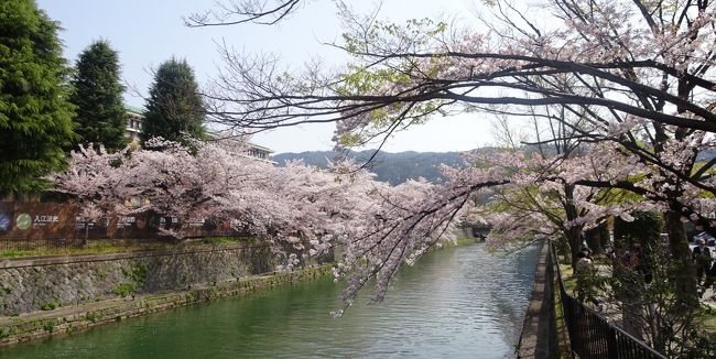 京都は桜満開、お花見日和の週末