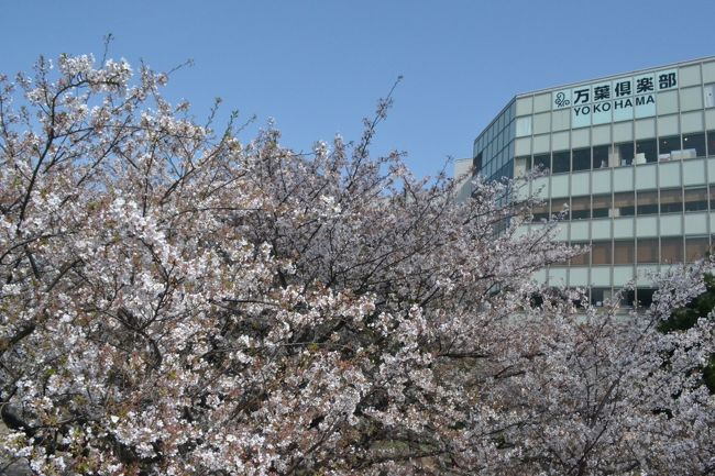 【2018横浜みなとみらい】桜の名所でランチを食べて徒歩散歩。開花状況はバッチリ！赤レンガ倉庫では「ぐでたま」イベント！
