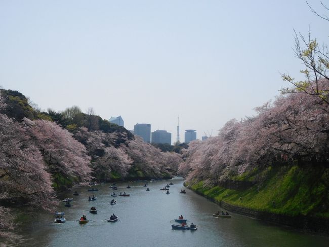 今年の東京の桜の時期は去年とはうって変わって、3月23日頃には満開と大変早かったです。<br />この頃私は海外に行っていまして、帰国して最初の休日は31日。それまで東京の桜は持たないかもしれないと思い、29日に平日の仕事後に夜の国立の桜並木を見ました。<br />休日31日に毎年恒例の皇居と目黒川の桜を見に行きました。ピークを過ぎていましたが散り際の桜も大変美しく、また川幅の細い目黒川に桜の花びらが溜まっている光景は美しかったです。<br /><br />---------------------------------------------------------------<br />スケジュール<br /><br />　3月29日　勤務先－JR中央線国立駅　桜並木観光　国立駅‐自宅　<br />★3月31日　自宅－東京メトロ九段下駅　千鳥ヶ淵観光　東京メトロ半蔵門駅－渋谷駅－東急東横線中目黒駅　目黒川観光　目黒駅－自宅