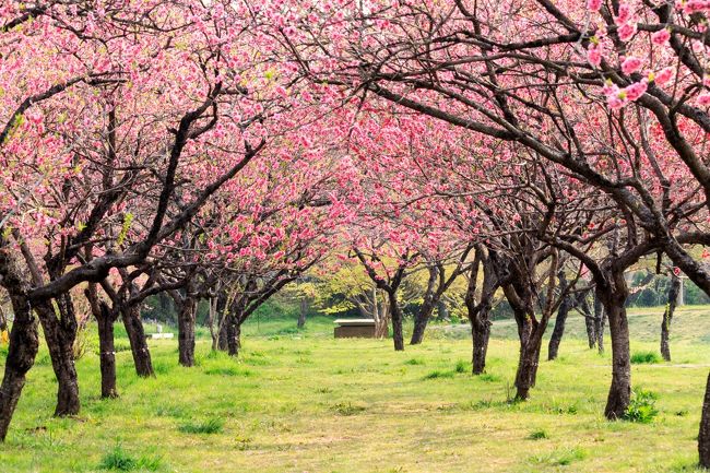 今年はの花見は桜よりも桃の花を見てみたいと思っていました。<br />当初、山梨県の笛吹市にお邪魔して、桃の花と山脈の風景を見てみる予定でしたが、前日に調べたらまだ蕾の状態。<br />ということで、現時点で見頃になっている茨城県の古河総合公園に訪れてみました。<br />宜しければご覧ください<br /><br />【古河総合公園】<br />茨城県古河市鴻巣399-1<br />http://www.koga-kousya.or.jp/koga-park/<br />開園時間：24時間開放<br />駐車場：24時間開放（但し9：00～17：00までは有料（500円））<br />花の見頃時期：3月～4月　桃花と桜　7月　大賀蓮