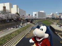 グーちゃん、横浜の桜で花見三昧をする！（柏尾川プロムナードの便所は？編）