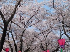 埼玉２０１８桜　【１】幸手権現堂