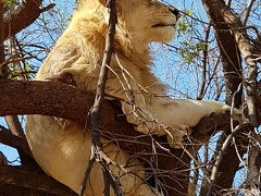 木に登るライオン晴れた日にはボツワナが見えるかも&#128522;&#128149;