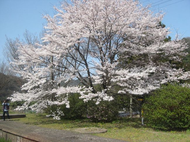 年度末の３月３０日に休みをとり、去年に続いて三江線に出かけました。<br />３月１７日のダイヤ改正のおかげ？で、石見川本駅での待ち時間がなくなり、福岡から日帰りで三江線に乗ることができました。<br />直前まで迷いましたが、出かけて良かったです。<br />沿線の皆さんの暖かさと、桜が印象的な旅でした。<br />