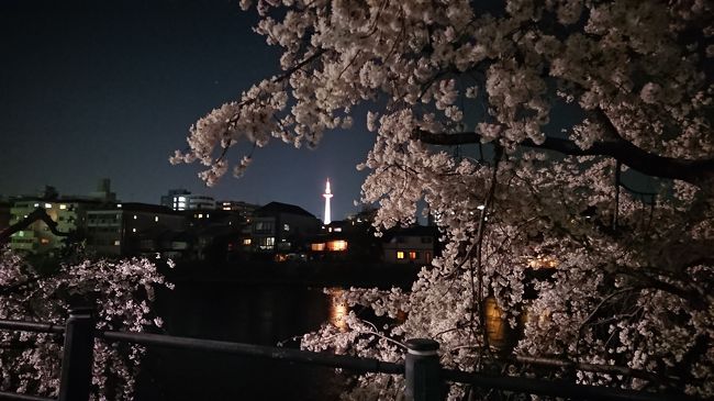 【期間】<br />2018年3月27日夜21時頃<br />【場所】<br />京都市鴨川沿い(五条～七条)<br /><br />仕事帰りに桜を求めてさまよう&#10160;<br />鴨川沿いに咲き誇った桜と、その後ろにある京都タワー。<br />なんとも風情があって、しばらくボケ～と眺めてました。<br />