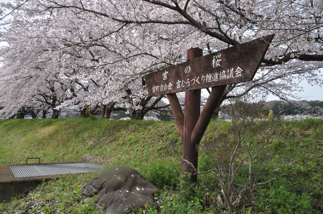 栃木にいるおばあちゃんの所に、桜の時期に行きました。<br />平日の早朝から出かけたので、空いていてとてもいい感じでした。<br />父に連れられて行ったので場所がよくわからないのですが<br />宮の桜、栃木植物園、花の山、などに行きました。
