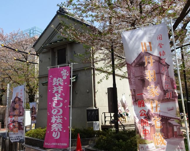 桜の代表である染井吉野の発祥地（東京駒込）を散歩してきた。<br /><br />幕末、江戸の染井村では植木屋が集住し、植木、鉢植えを栽培、販売していた。その蓄積により自然交配で染井吉野が生まれたという。<br /><br />数年前から、桜の季節になると気になっていた。<br /><br />その地の東京都豊島区（巣鴨～駒込）を散歩して来た。<br /><br />