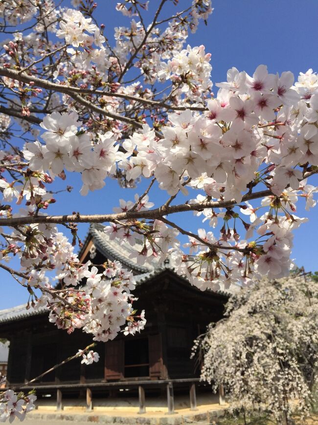 ワンコと一緒！日帰りドライブ～白崎海洋公園と道成寺の桜