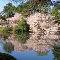 そうだ花を見よう!!～満開の桜を見に皇居から新宿御苑まで～