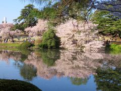 そうだ花を見よう!!～満開の桜を見に皇居から新宿御苑まで～