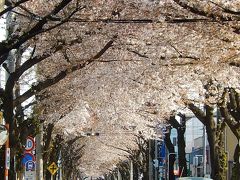 満開を過ぎた桜のトンネルを見る