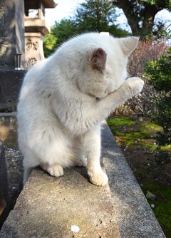 アジフライ定食の旅②　2018.03