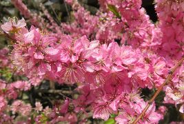 2018春、京都の花の名所巡り(1/15)：3月31日(1)：北野天満宮(1)：名古屋からバスで京都へ、咲き残りの梅、牛像、椿