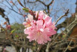 2018春、京都の花の名所(2/15)：北野天満宮(2)：天満宮扁額、狛犬、道真公所縁の飛梅