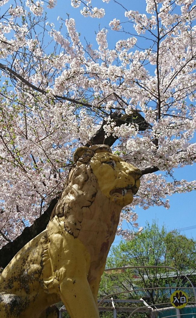 今年の桜は天候のせいか、一気に満開になってしまったので、慌ててお花見に行きました。<br /><br />春休み中で子ども連れの皆さんで大にぎわい！<br /><br />動植物園合わせて東京ドーム13個分の広大な園内です。<br />一日で巡ることはとても無理なので、興味のある所（動物）だけを見て歩きました。<br />春祭り中は休園がなく、動物たちはちょっぴりお疲れ気味のようでした。<br /><br />園内ではフードコートやおしゃれなレストランがありますがいつも混雑しているので、私たちは正門近くのスーパーでお弁当と缶ビールを購入し、正門を入ったところのコインロッカーにお弁当を入れ動物園を一回り。<br />そのあと、お弁当と共にスカイビュートレイン（モノレール）で植物園まで行き、そこでゆっくりお弁当を広げます。<br />植物園は、動物園巡りで疲れた身体を休めることのできる絶好の場所でした。<br /><br /><br /><br /><br />