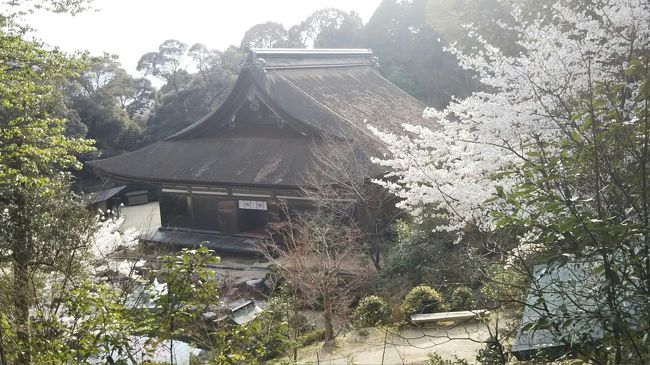 滋賀県は京都、奈良などと並んで国宝の多い都道府県です。<br /><br />今まで彦根城、延暦寺、日吉大社、三井寺、石山寺、御上神社と滋賀県の国宝建築物は訪ねています。<br /><br />今回はまだ訪れていない滋賀県の国宝建築物をいくつか観てきました。<br /><br />まずは、野洲市にある大笹原神社です。ここは本殿が国宝です。一見するとよくある町の神社です。境内には誰もいません。国宝の本殿もさして大きくはありません。なぜ、これが国宝なのかというと、本殿に施された装飾の質の高さにあります。ただ、残念ながら本殿は手前の拝殿から観るしかなく、格子戸の彫りの細かさなどが分かるくらいで、なかなか装飾の細部までは分かりません。近くでじっくり観れるとなお嬉しいものです。<br /><br />次に竜王町にある苗村神社に行きました。苗村と書いて、「なむら」と読みます。カーナビで探すのに手間取りました。こちらは西本殿と東本殿があります。国宝は西本殿です。しかし、こちらの国宝も拝殿から観る形式です。神社は国宝であってもこの形式が多いようです。ただ、重要文化財と国宝まではいきませんが、西本殿の楼門は禅宗様と和様の建築技術が融合した特徴的なものでなかなか興味深かったです。ちなみに東本殿も重要文化財に指定されています。<br /><br />最後に湖南市ではありますが、苗村神社から行きやすいので、善水寺に寄りました。こちらは本堂が国宝です。写真で観たことがあったのですが、実物の本堂は大きさ、そして、手入れの行き届いた周囲の庭園と合わせた見映えのよさでかなり見応えがありました。本堂内では住職さんによる説明を聞くことができ、さらに内陣も観ることができます。この本堂内陣には重要文化財クラスの仏像がズラリと並んでいて圧巻です。境内には善水寺の寺名の云われとなった名水もひかれており、ペットボトル等に入れて持ち帰ることができます。自宅でこの水で紅茶を入れましたが、非常にまろやかで美味しく淹れられたので、次行くときも頂きたいなと思います。<br /><br />今日一日で3つも国宝を巡ることができ、滋賀県も歴史豊かなところだと改めて思いました。残りの滋賀県の国宝にも機会をみて、足を運びたいです。<br />