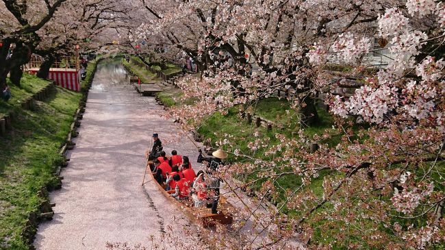 4月1日日曜日。天気の良いお昼過ぎに川越へ行きました。<br />川越にある桜の名所は、今年開花が早かったこともあり、そろそろ見納めになりそうでしたが、そのおかげで新河岸川の素敵な花筏(はないかだ)を見ることができました。<br />この日限りの『小江戸川越春の舟遊』で桜を見ながら舟に乗った人はラッキーだったと思います。<br />その他にもいろいろ散策して、小江戸川越といわれる街並みと桜、おいしいグルメで楽しい一日となりました。<br /><br />川越駅～一番街の蔵作りの街並み～菓匠右門～埼玉りそな銀行川越支店～時の鐘～菓子屋横丁～菓匠右門～氷川神社～新河岸川(小江戸川越春の舟遊)～夢宇～成田山川越別院～喜多院～川越駅