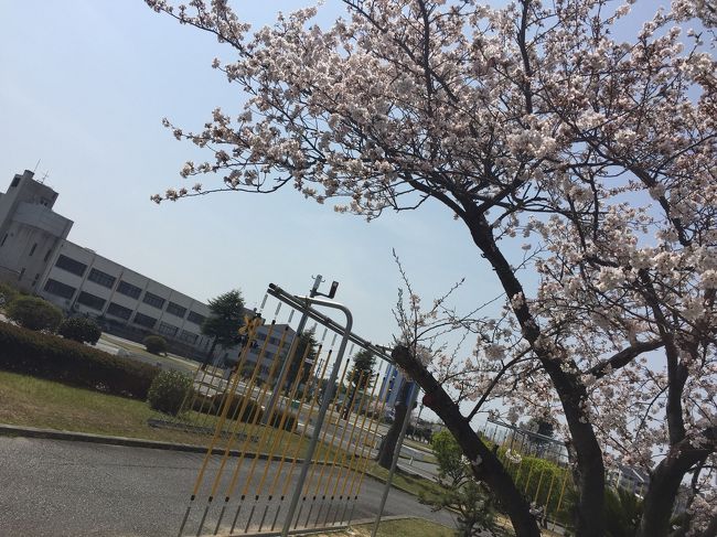  明石の免許センターに用事があって行ってきました。<br /><br /> ただ人について行くだけではもったいないのでついでに日本の国際免許証を更新しておきました。<br /><br /> 昼にはコースが解放されるので花見をしました。やっぱり春は桜を見ないと。