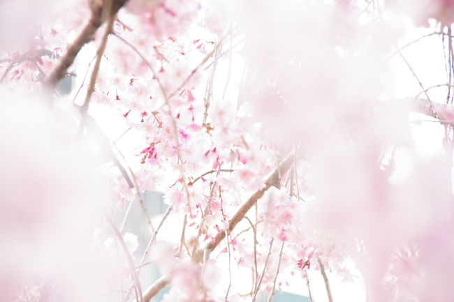 四季によって色が変わる街京都は春になると白、桃色など春らしい色に染まっていました。