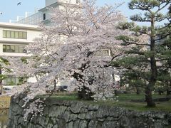 桜をめでる和歌山ツアー