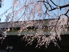 皇居乾門　通り抜けの桜