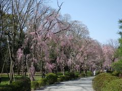 元離宮　二条城の桜を愛でる　2018