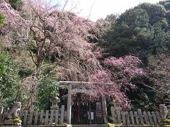 梅と桜を見に岡崎界隈を歩く